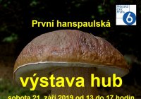 Výstava hub.